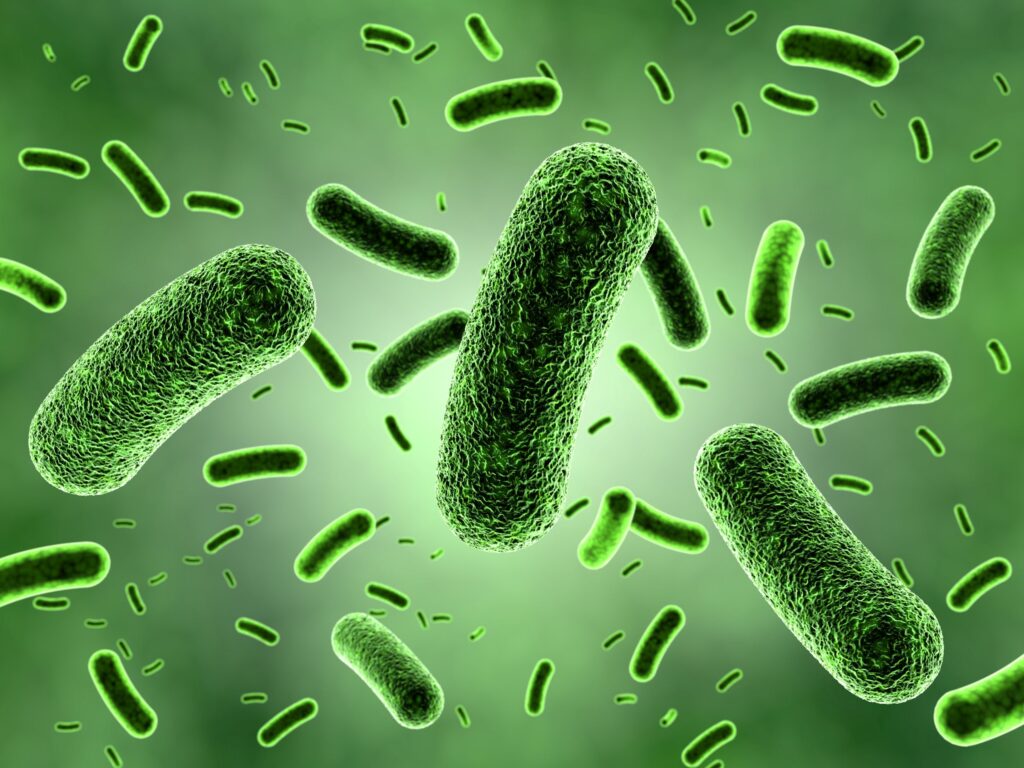 Illustration of green bacteria